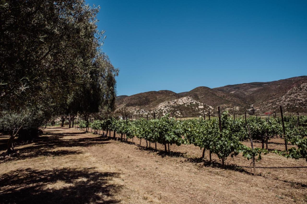 Rancho Toros Pintos Villa Valle de Guadalupe Eksteriør bilde