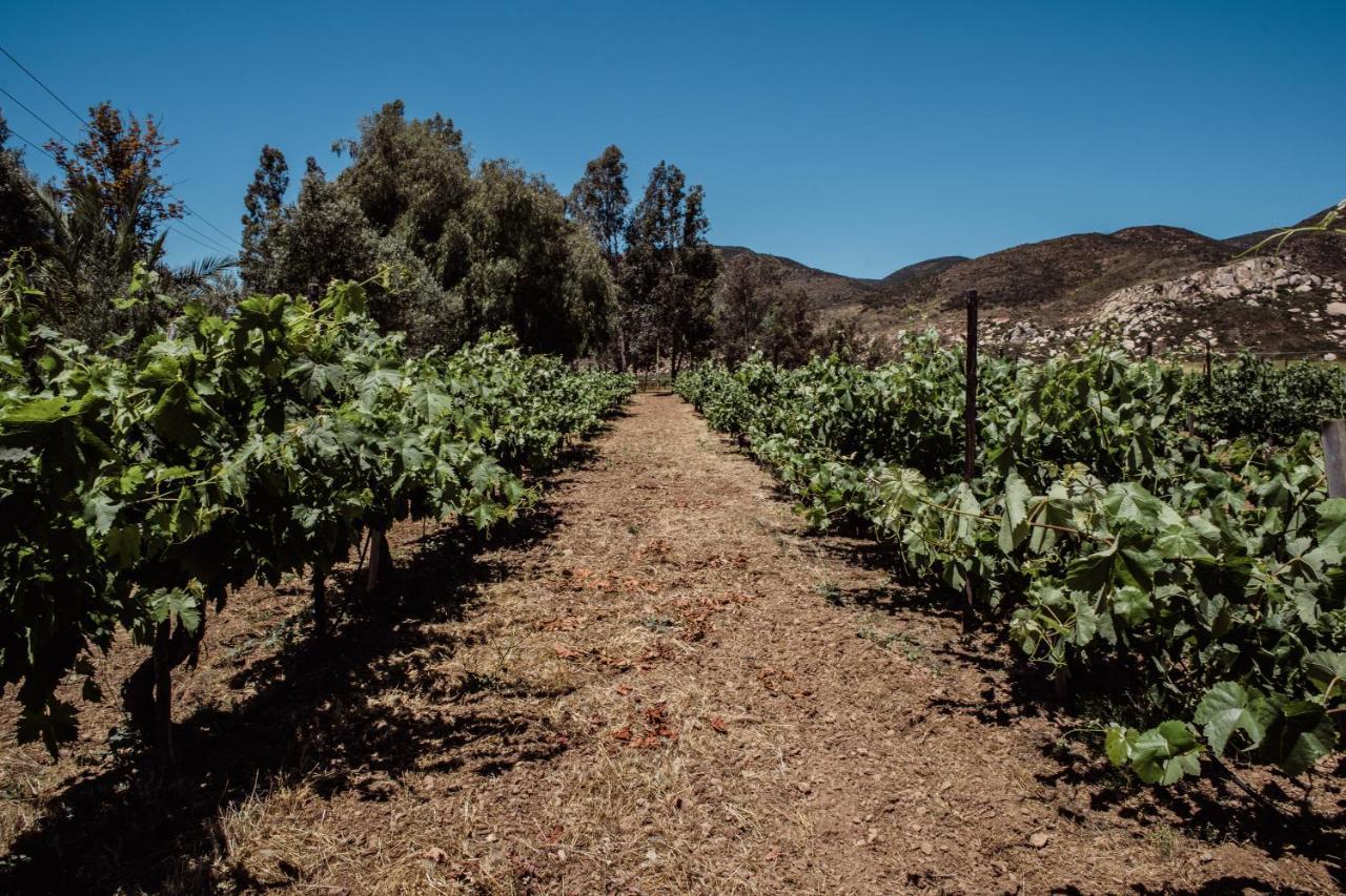 Rancho Toros Pintos Villa Valle de Guadalupe Eksteriør bilde